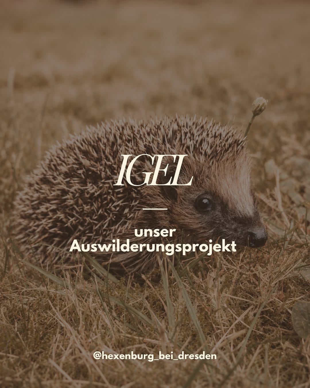 Post 2 by Hexenburg | Ferienwohnungen, Tiny Houses, Events, Reiten on Instagram (carousel)
