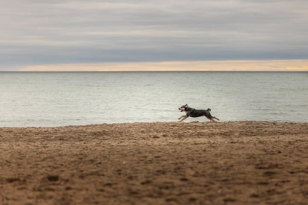 Post 4 by Posh Pets® Photography on Instagram (image)