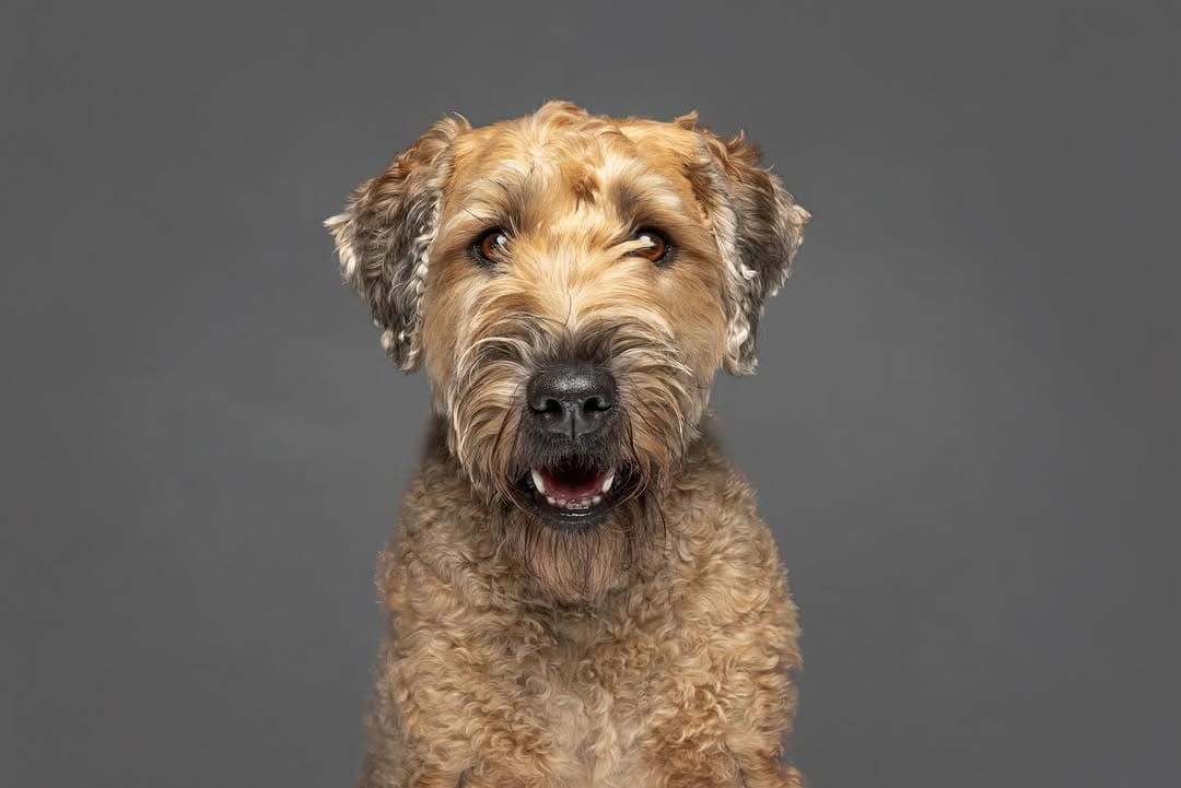Post 8 by Posh Pets® Photography on Instagram (carousel)