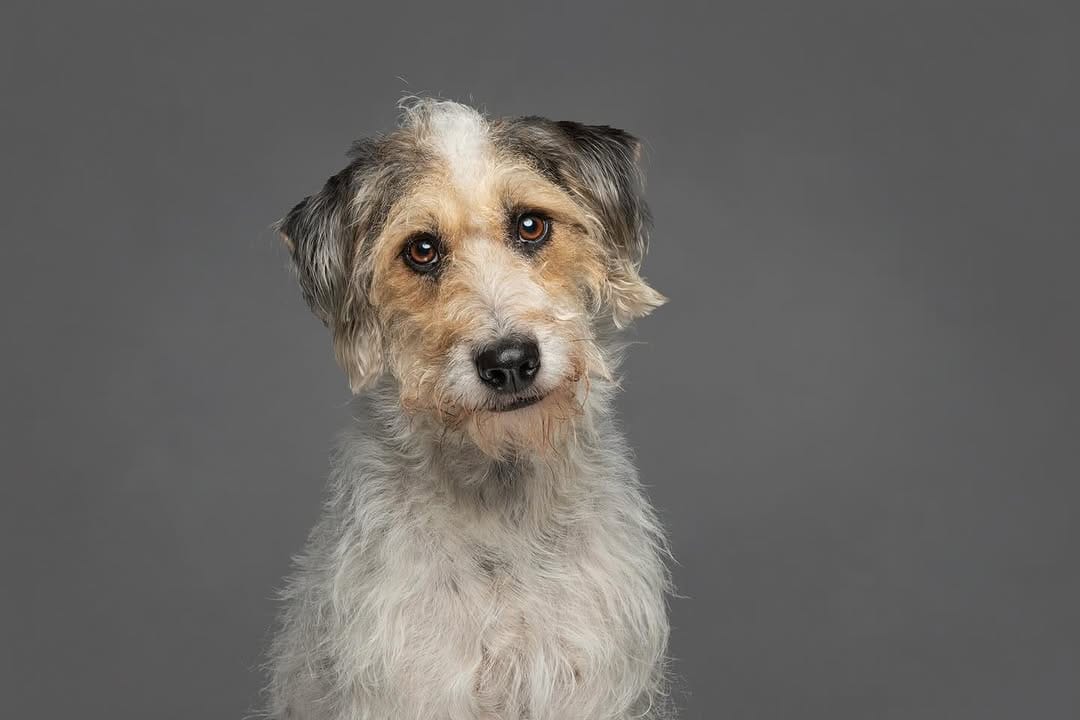 Post 6 by Posh Pets® Photography on Instagram (image)