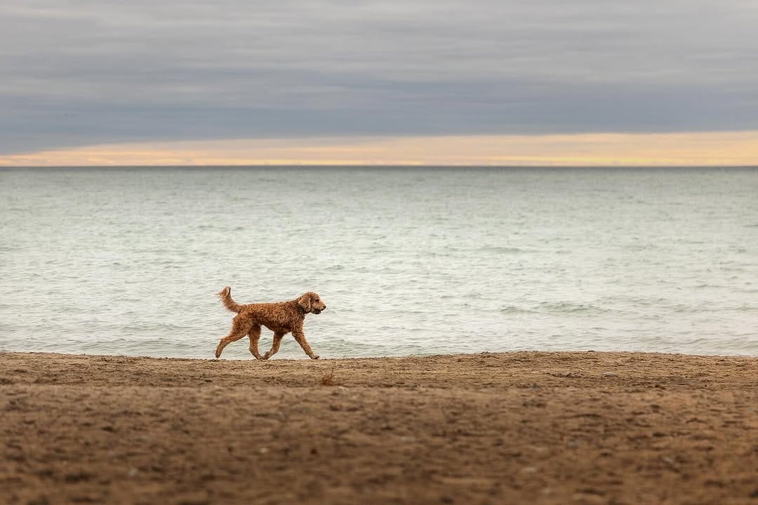 Post 3 by Posh Pets® Photography on Instagram (image)