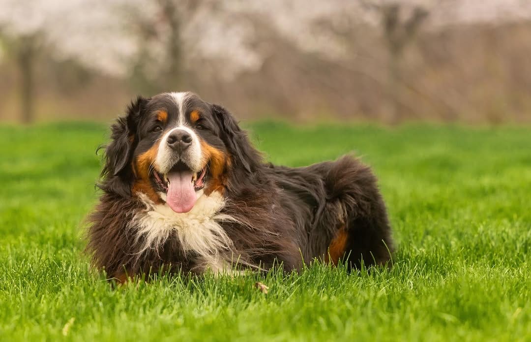 Post 1 by Posh Pets® Photography on Instagram (image)