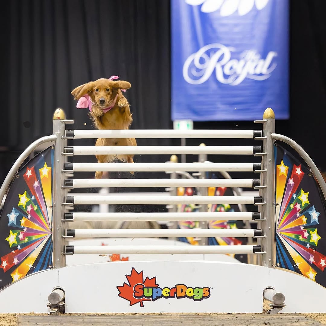 Post 9 by Posh Pets® Photography on Instagram (image)