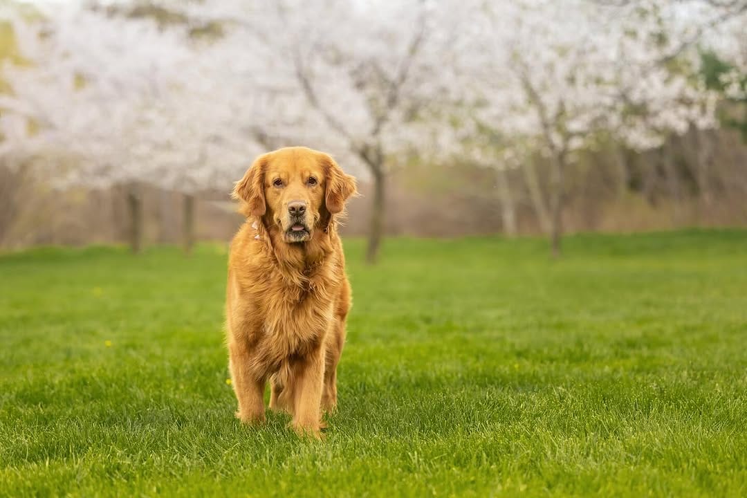 Post 2 by Posh Pets® Photography on Instagram (image)