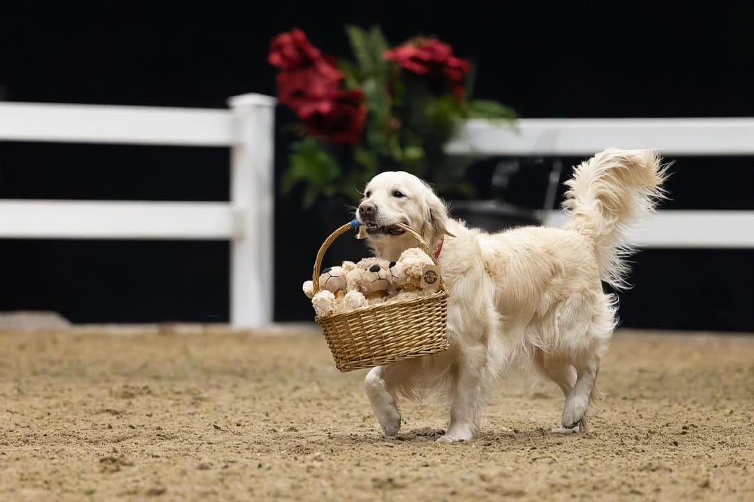 Post 10 by Posh Pets® Photography on Instagram (image)