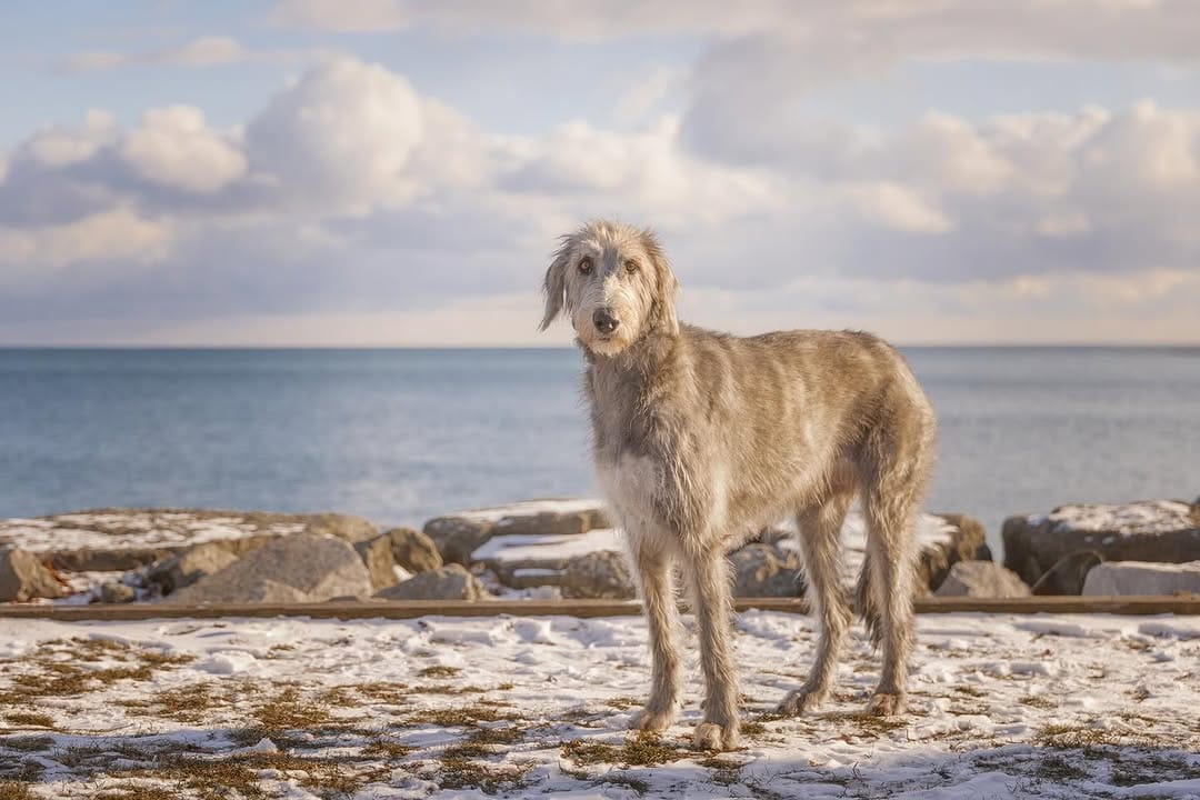 Post 5 by Posh Pets® Photography on Instagram (image)