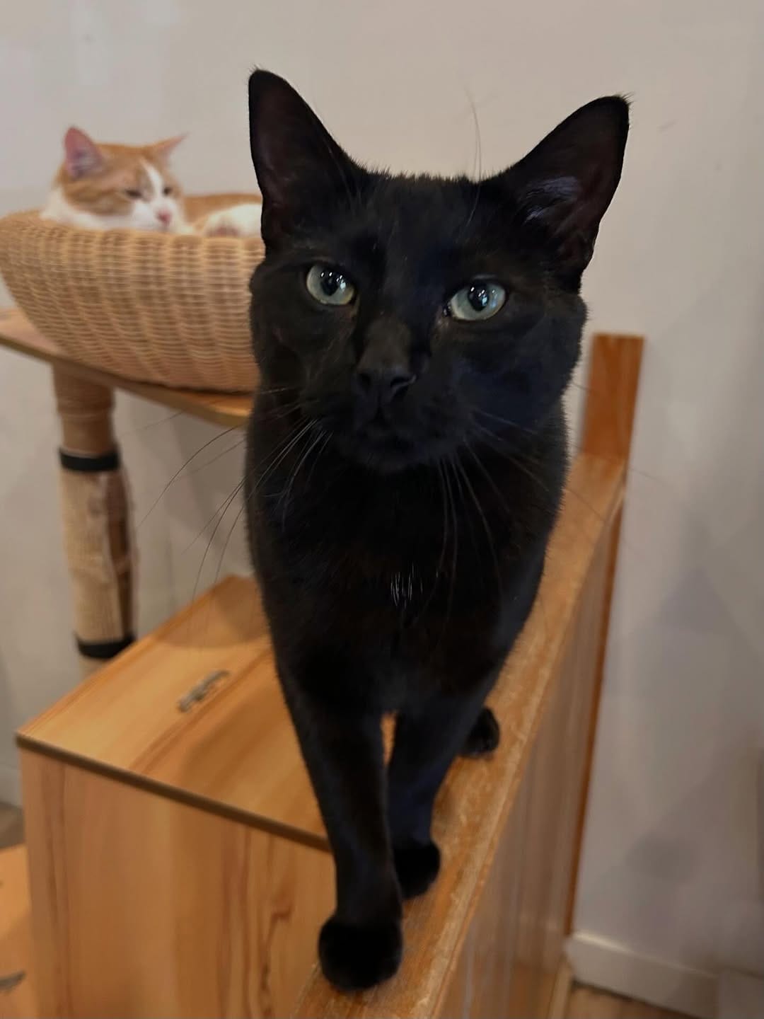 Post 8 by Cat Cafe on Whyte on Instagram (image)