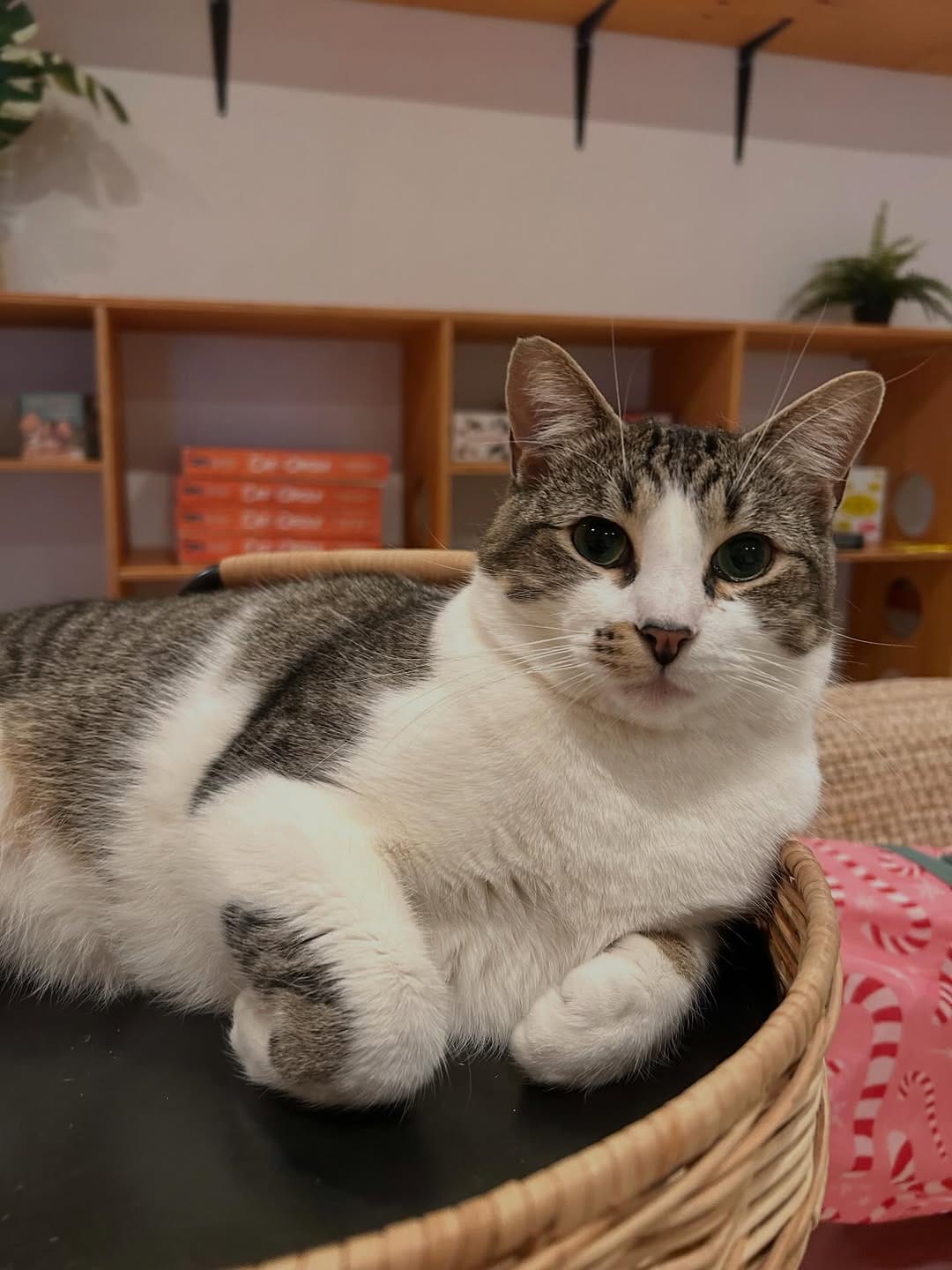 Post 5 by Cat Cafe on Whyte on Instagram (image)