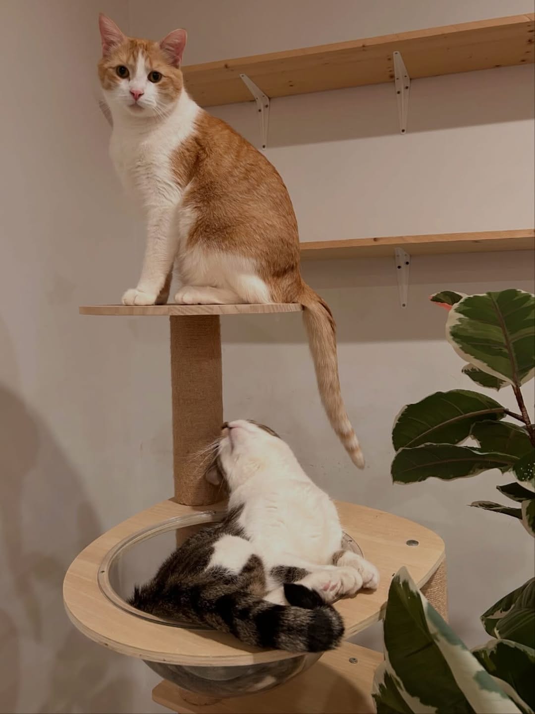 Post 1 by Cat Cafe on Whyte on Instagram (image)