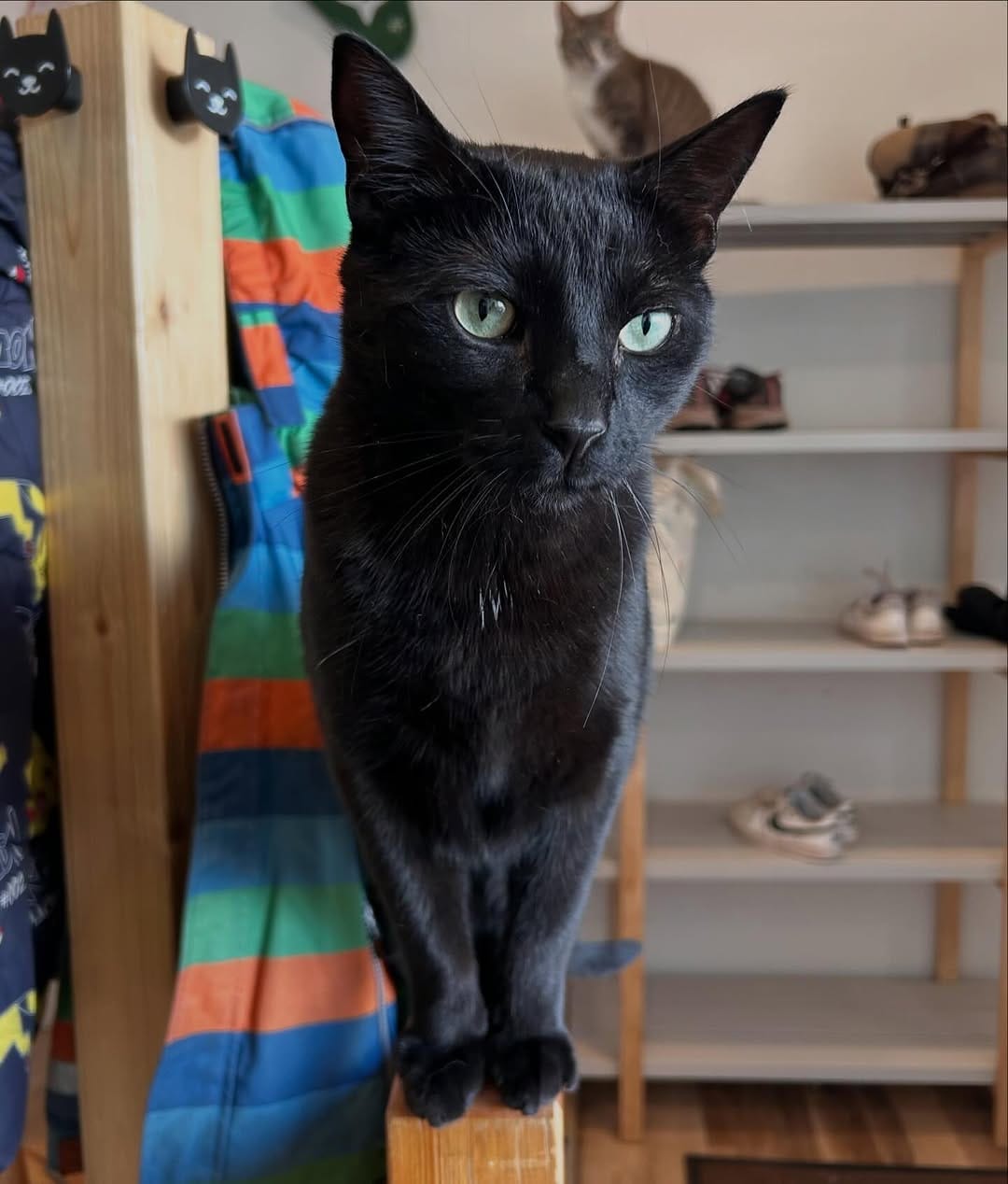 Post 4 by Cat Cafe on Whyte on Instagram (image)