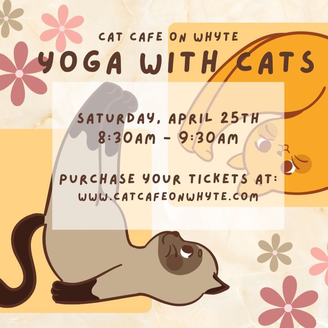 Post 9 by Cat Cafe on Whyte on Instagram (image)