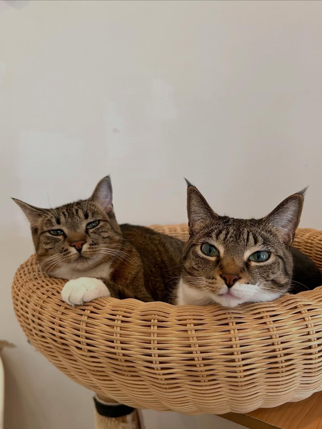 Post 7 by Cat Cafe on Whyte on Instagram (image)
