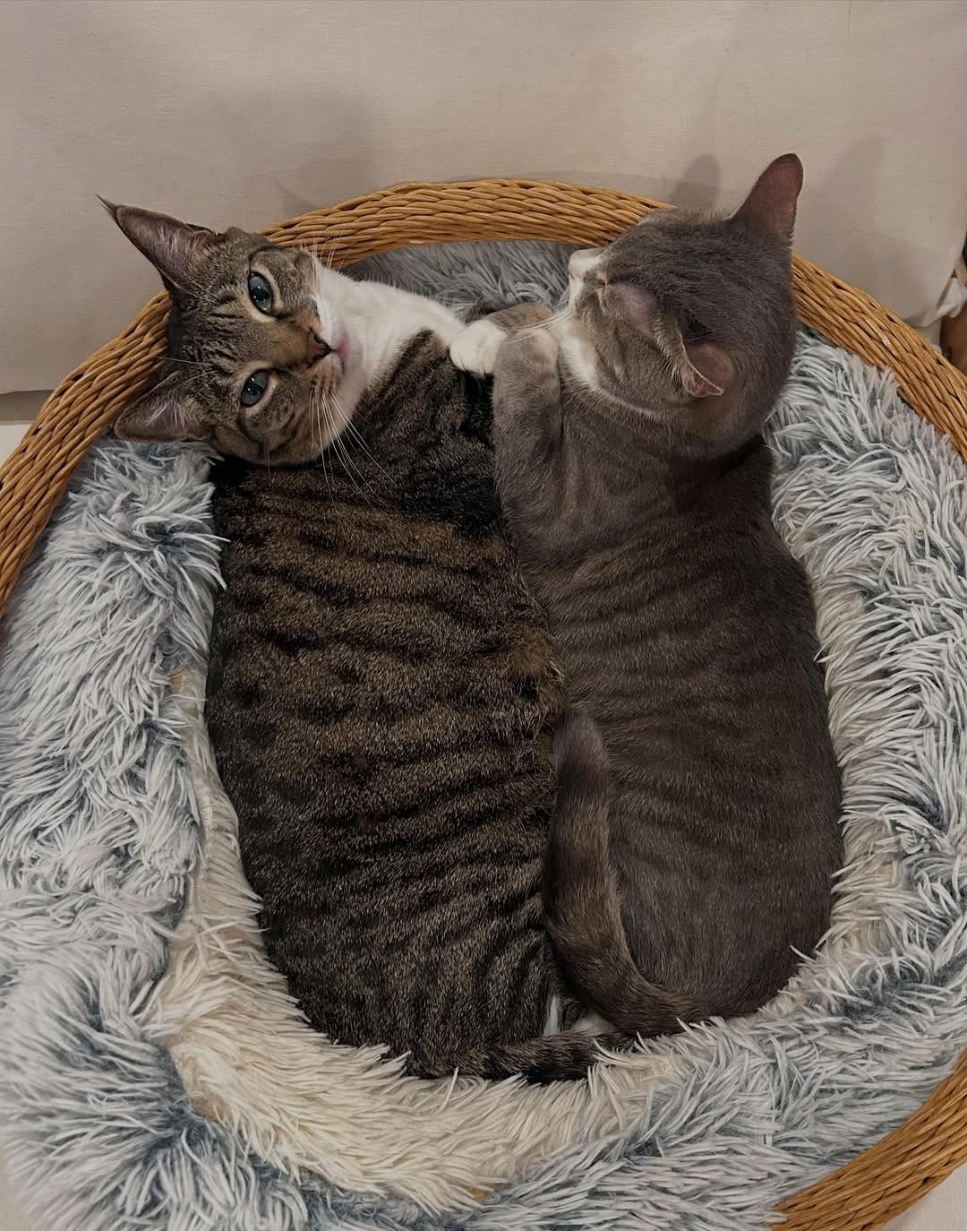 Post 2 by Cat Cafe on Whyte on Instagram (carousel)
