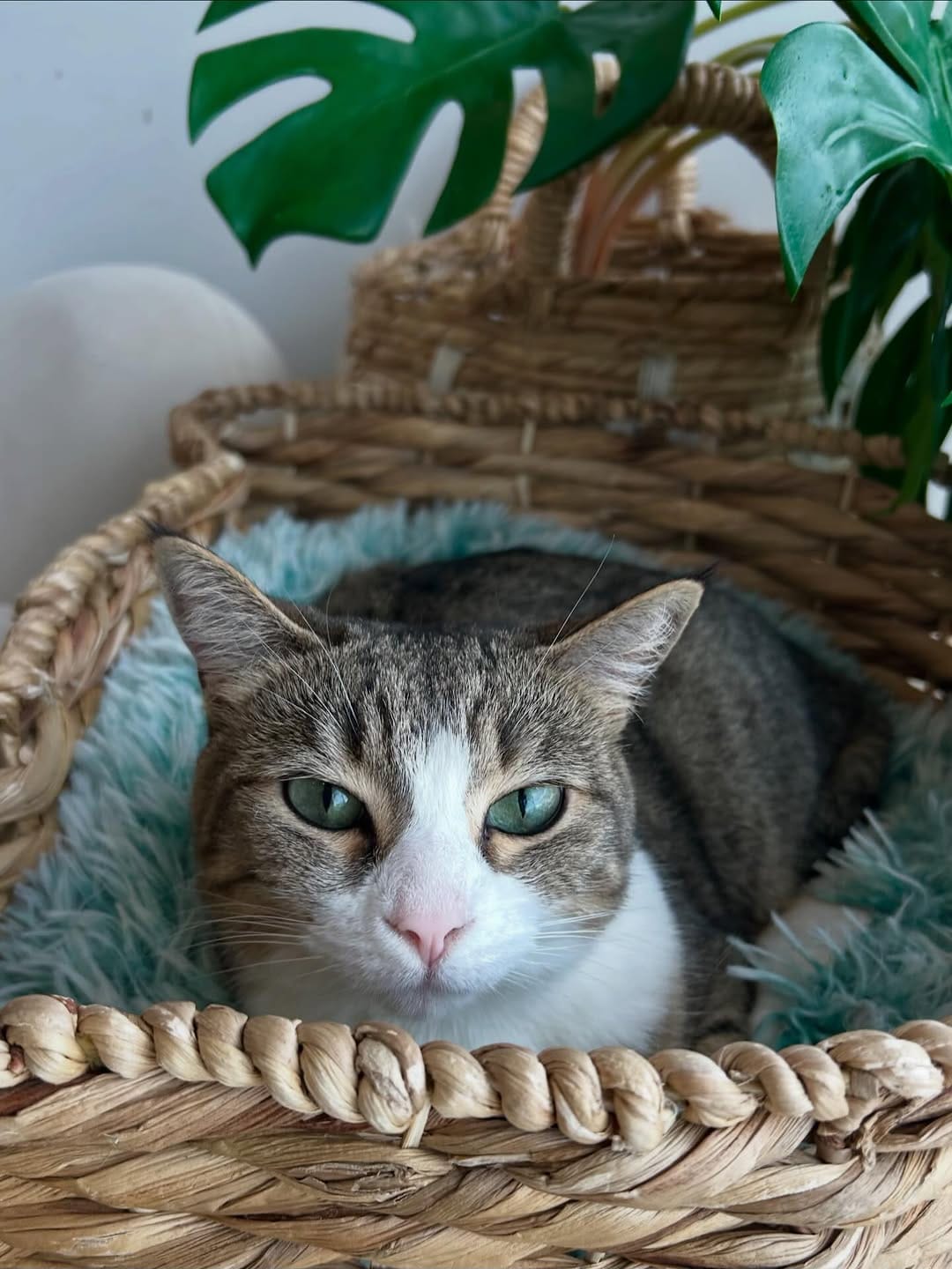 Post 6 by Cat Cafe on Whyte on Instagram (image)