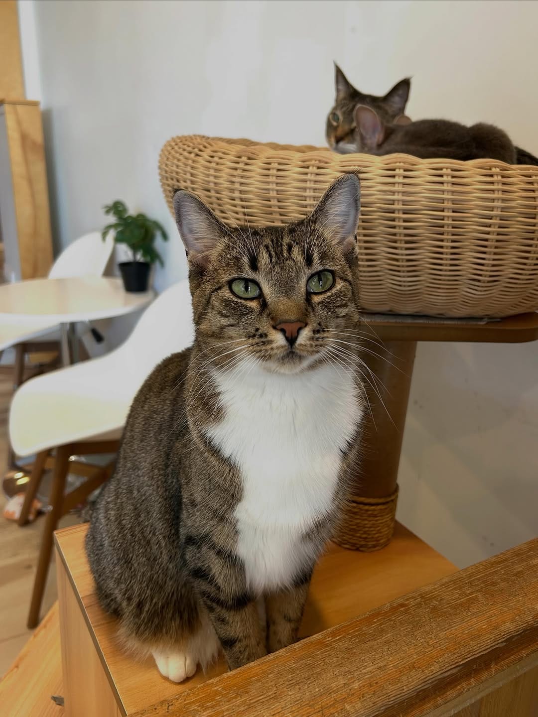 Post 3 by Cat Cafe on Whyte on Instagram (image)
