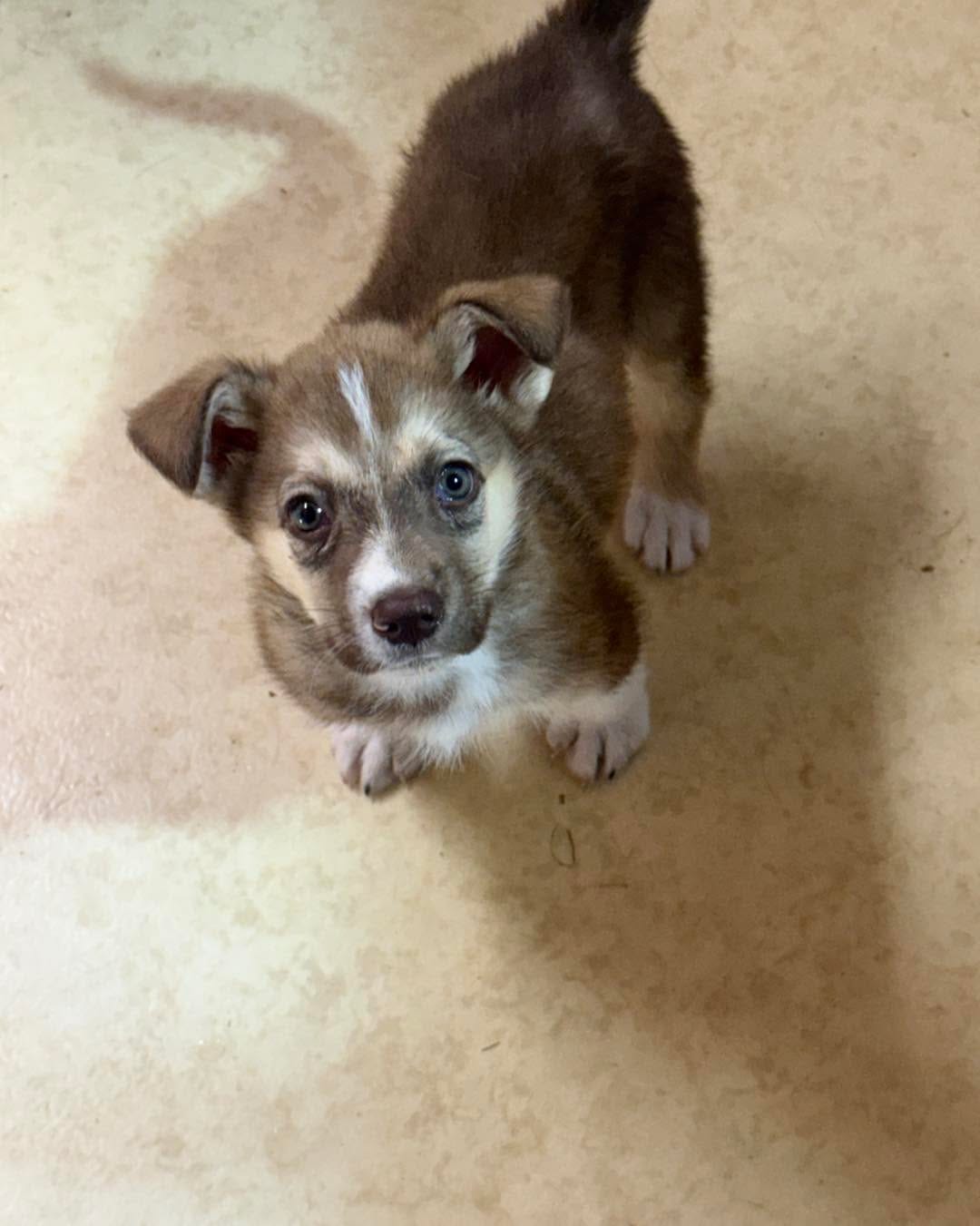 Post 3 by Next Chapter Animal Rescue on Instagram (carousel)