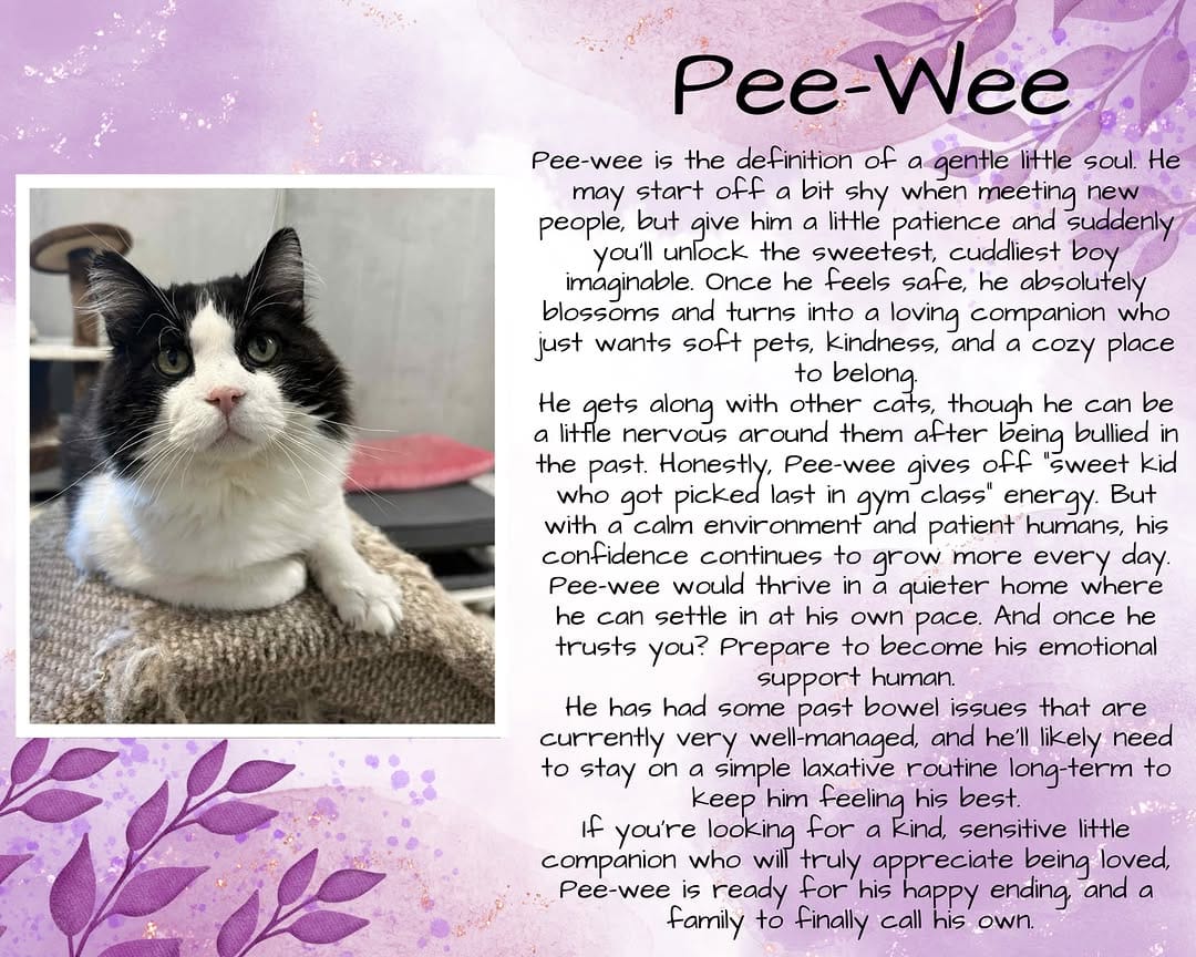Post 7 by Next Chapter Animal Rescue on Instagram (image)
