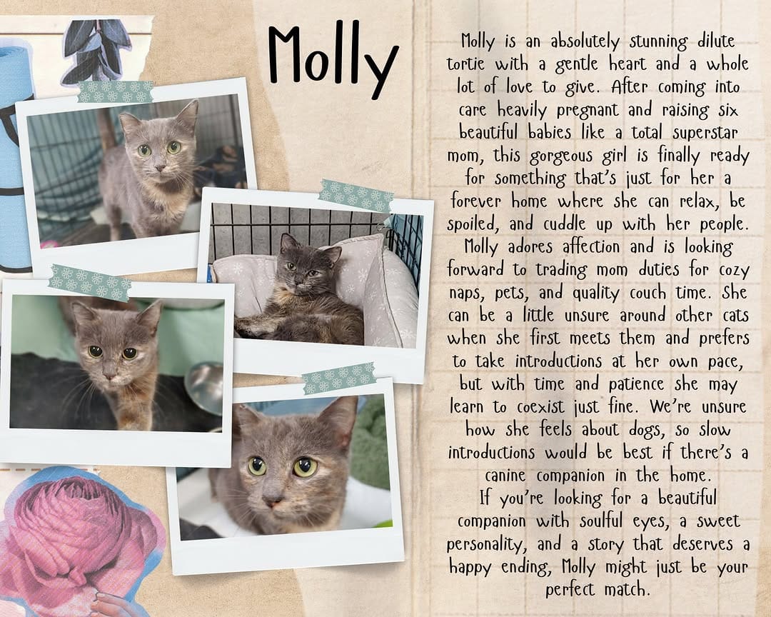 Post 9 by Next Chapter Animal Rescue on Instagram (image)