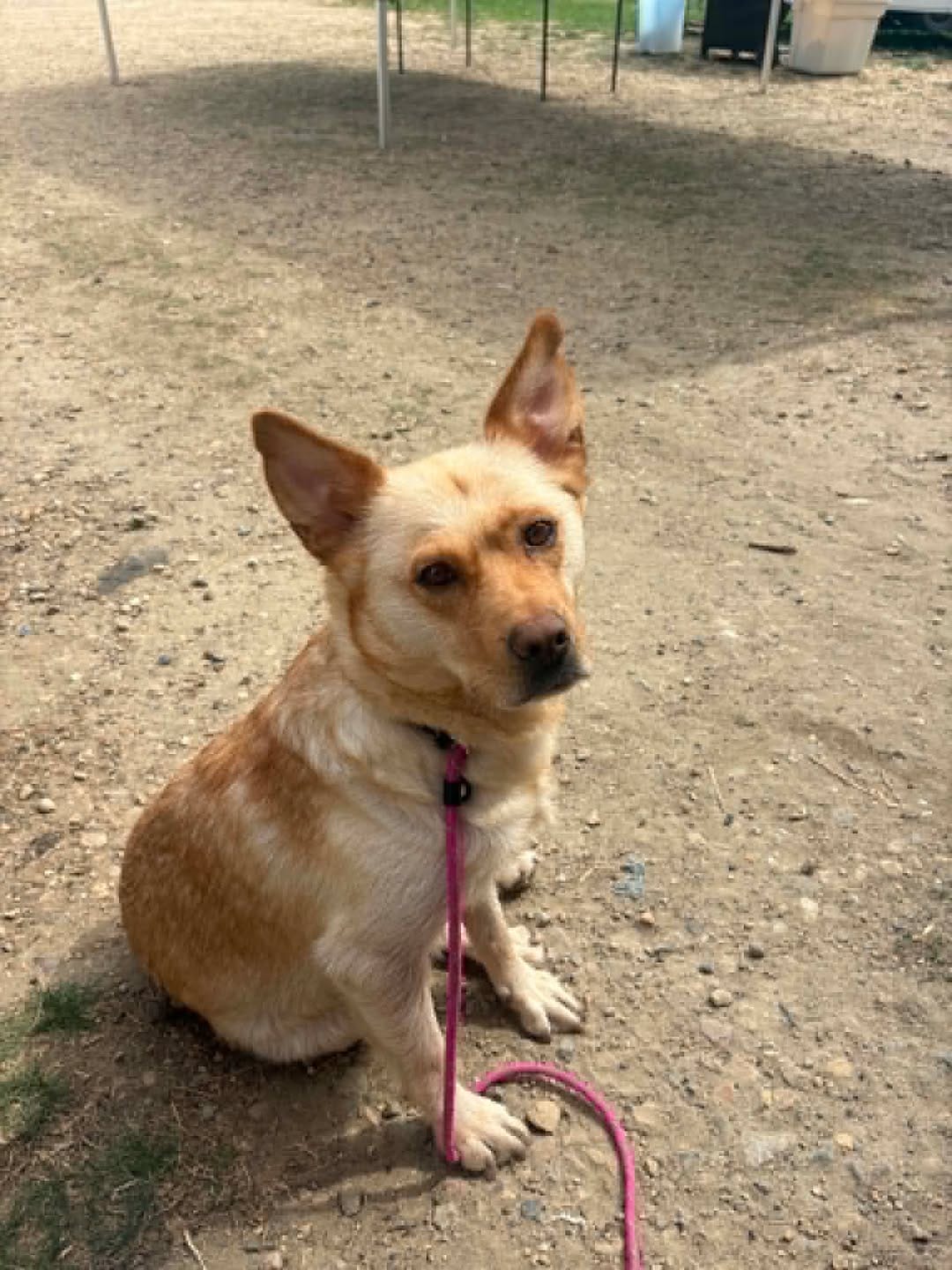 Post 10 by Next Chapter Animal Rescue on Instagram (carousel)