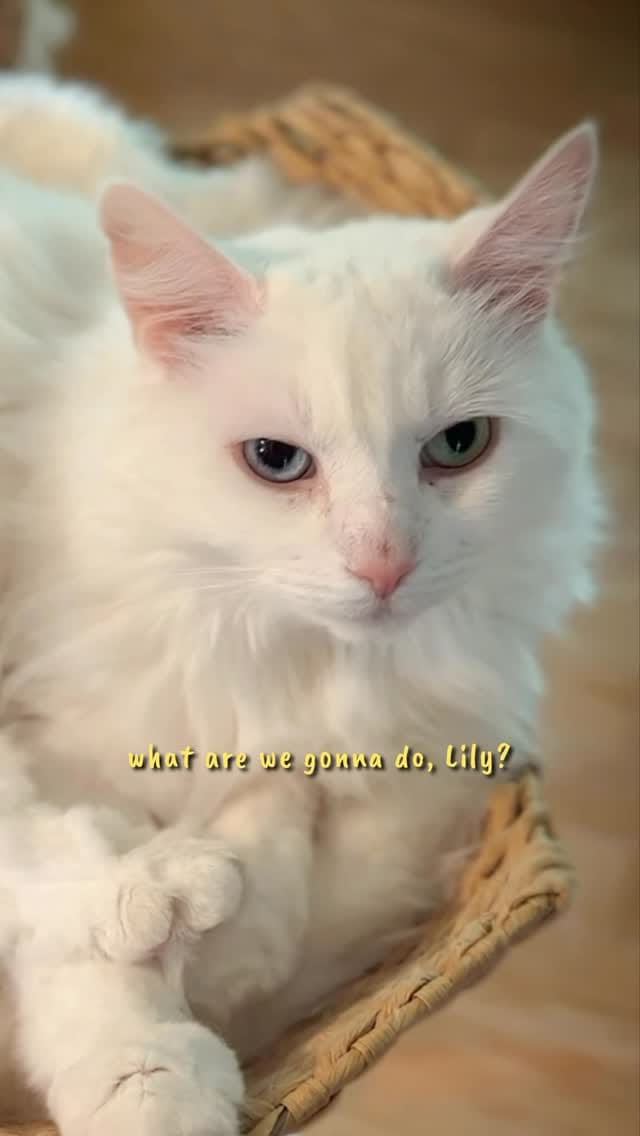 Post 3 by Beauty and the Bean on Instagram (video)