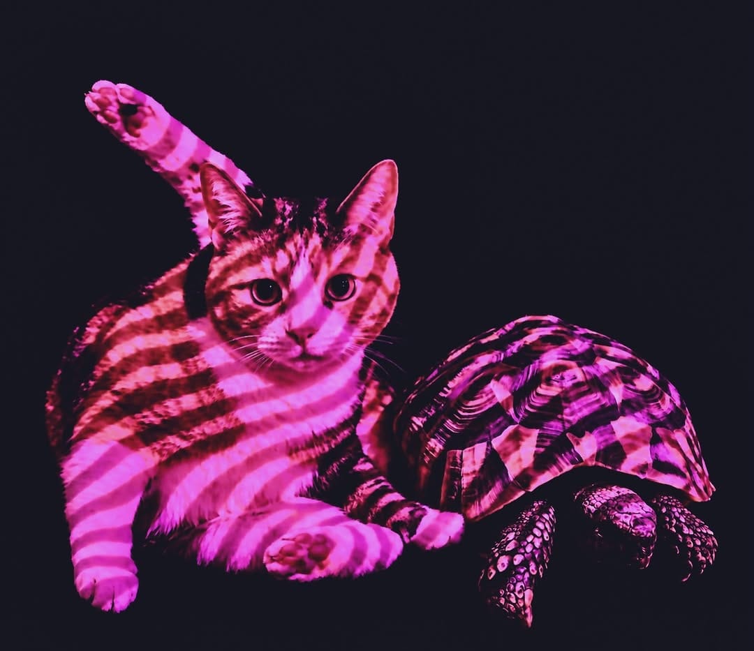 Post 4 by Andy & Jeremy👬🐢 on Instagram (image)