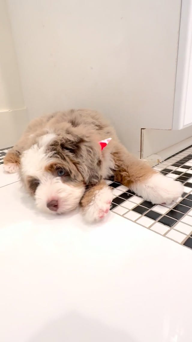 Post 1 by Sophie Shih on Instagram (video)