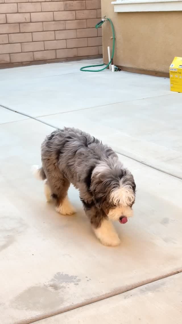 Post 6 by Sophie Shih on Instagram (video)