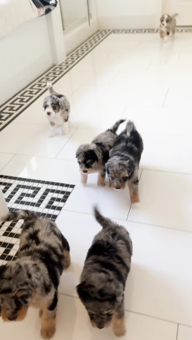 Post 3 by Sophie Shih on Instagram (video)