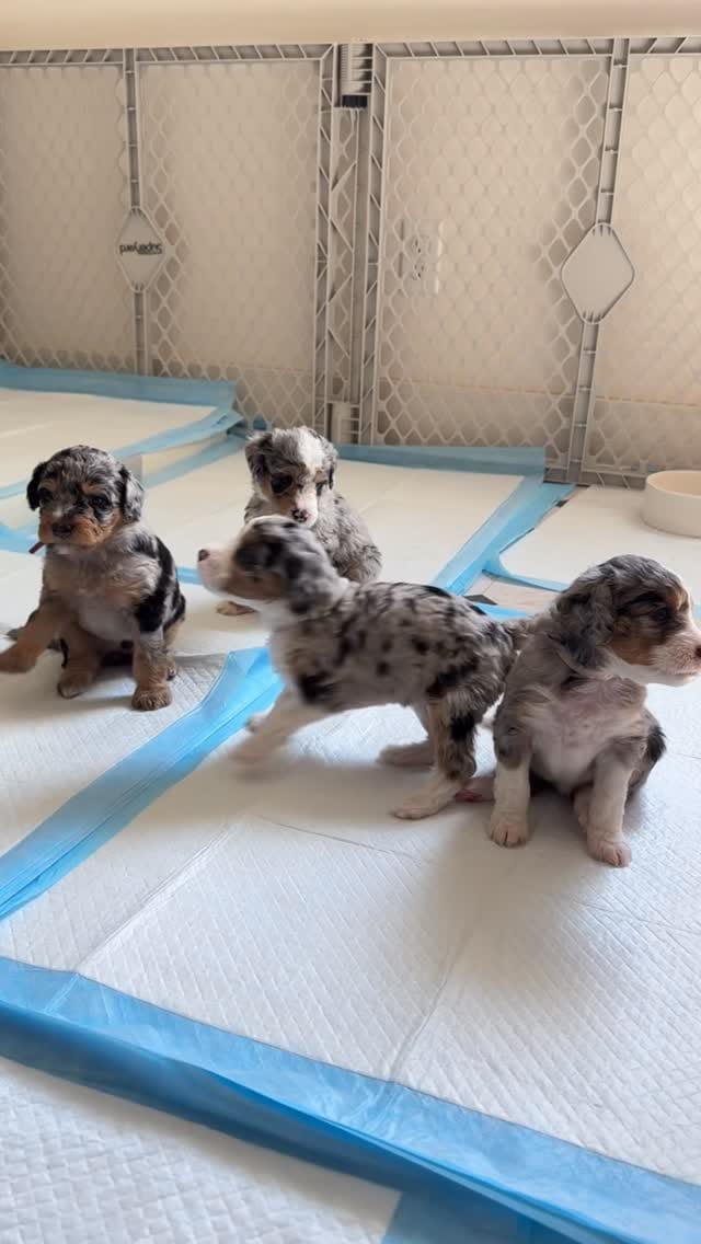 Post 4 by Sophie Shih on Instagram (video)