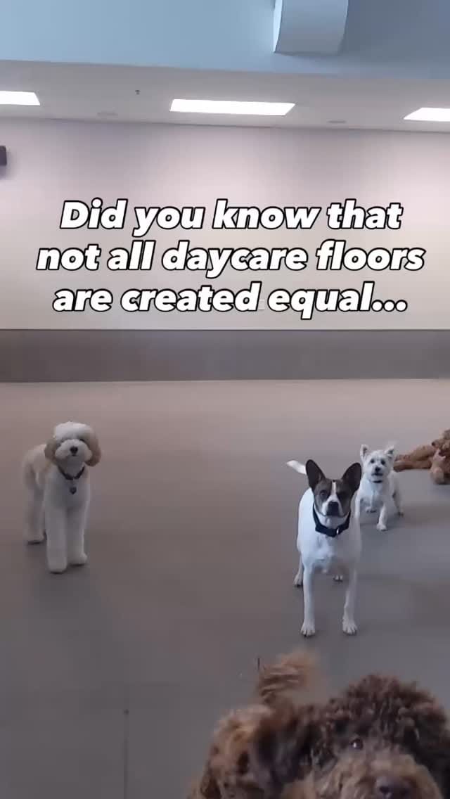 Post 9 by Woofur on Instagram (video)