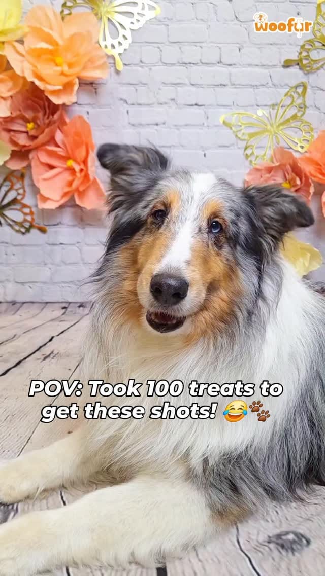 Post 1 by Woofur on Instagram (video)