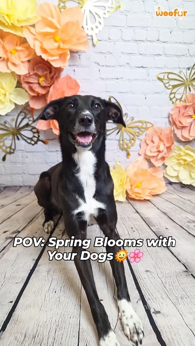 Post 2 by Woofur on Instagram (video)
