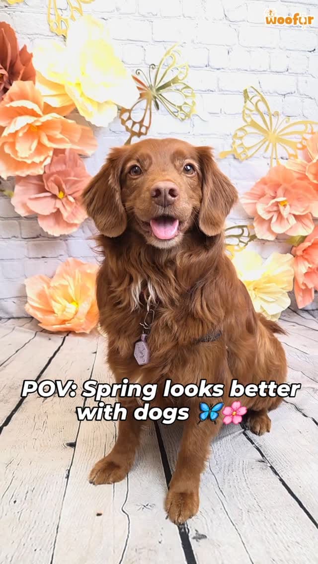 Post 3 by Woofur on Instagram (video)