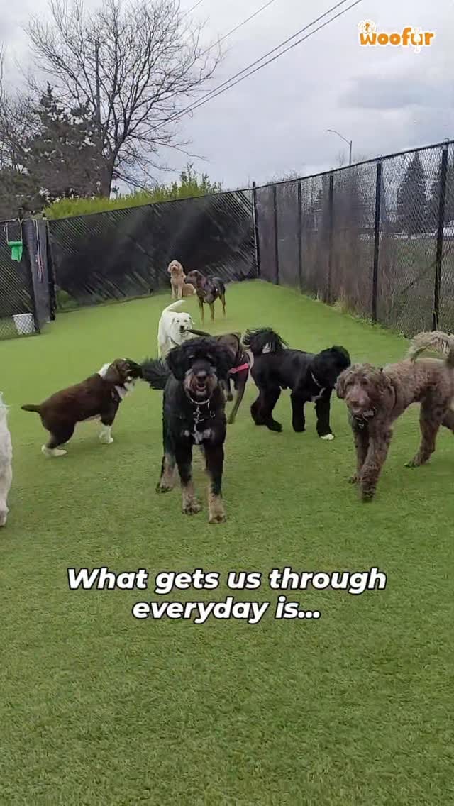 Post 7 by Woofur on Instagram (video)