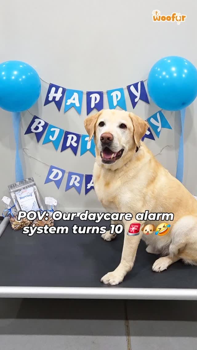 Post 6 by Woofur on Instagram (video)