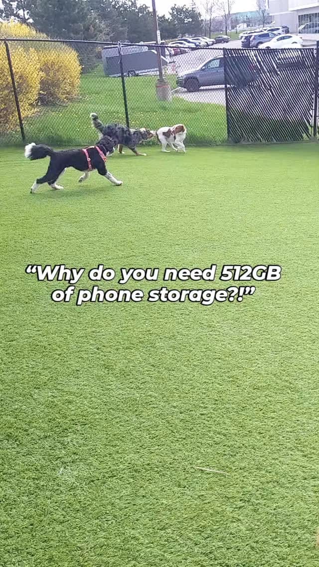 Post 5 by Woofur on Instagram (video)