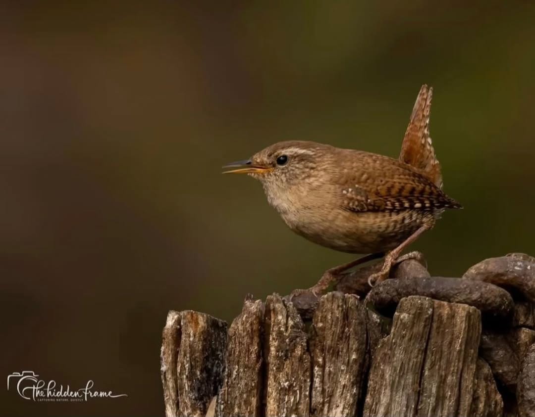Post 6 by Steve Smith on Instagram (image)