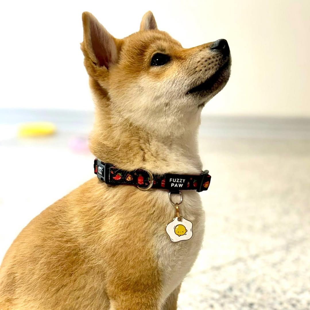 Post 9 by Fuzzy Paw Co. on Instagram (carousel)