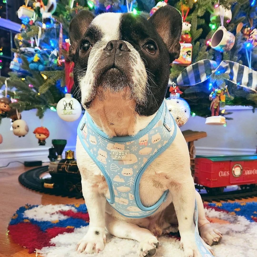 Post 3 by Fuzzy Paw Co. on Instagram (image)