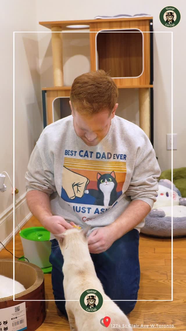 Post 2 by Vintage Cat Cafe on Instagram (video)