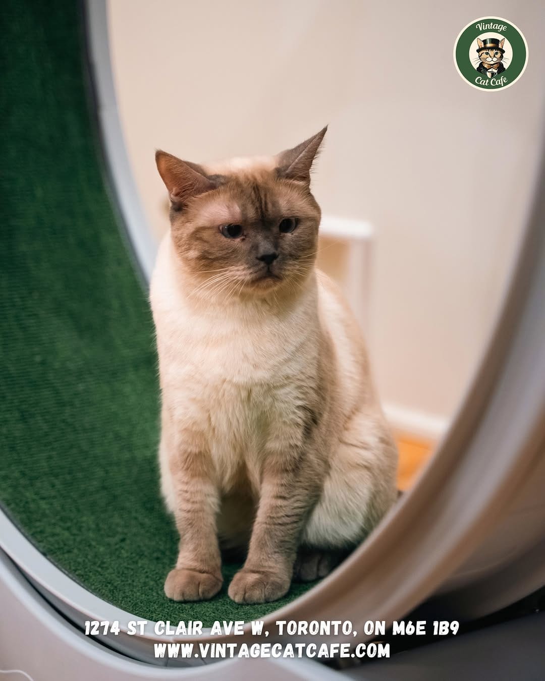 Post 7 by Vintage Cat Cafe on Instagram (image)