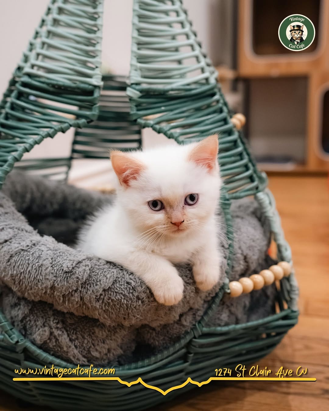 Post 5 by Vintage Cat Cafe on Instagram (image)