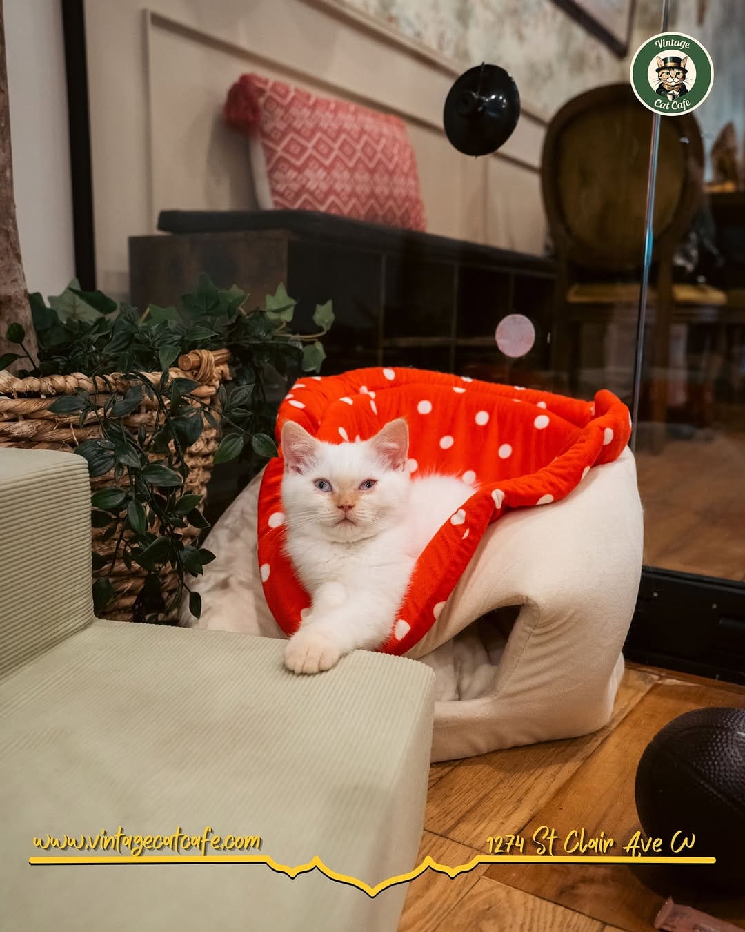Post 1 by Vintage Cat Cafe on Instagram (carousel)