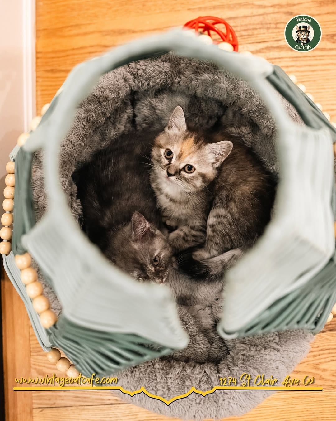 Post 3 by Vintage Cat Cafe on Instagram (image)