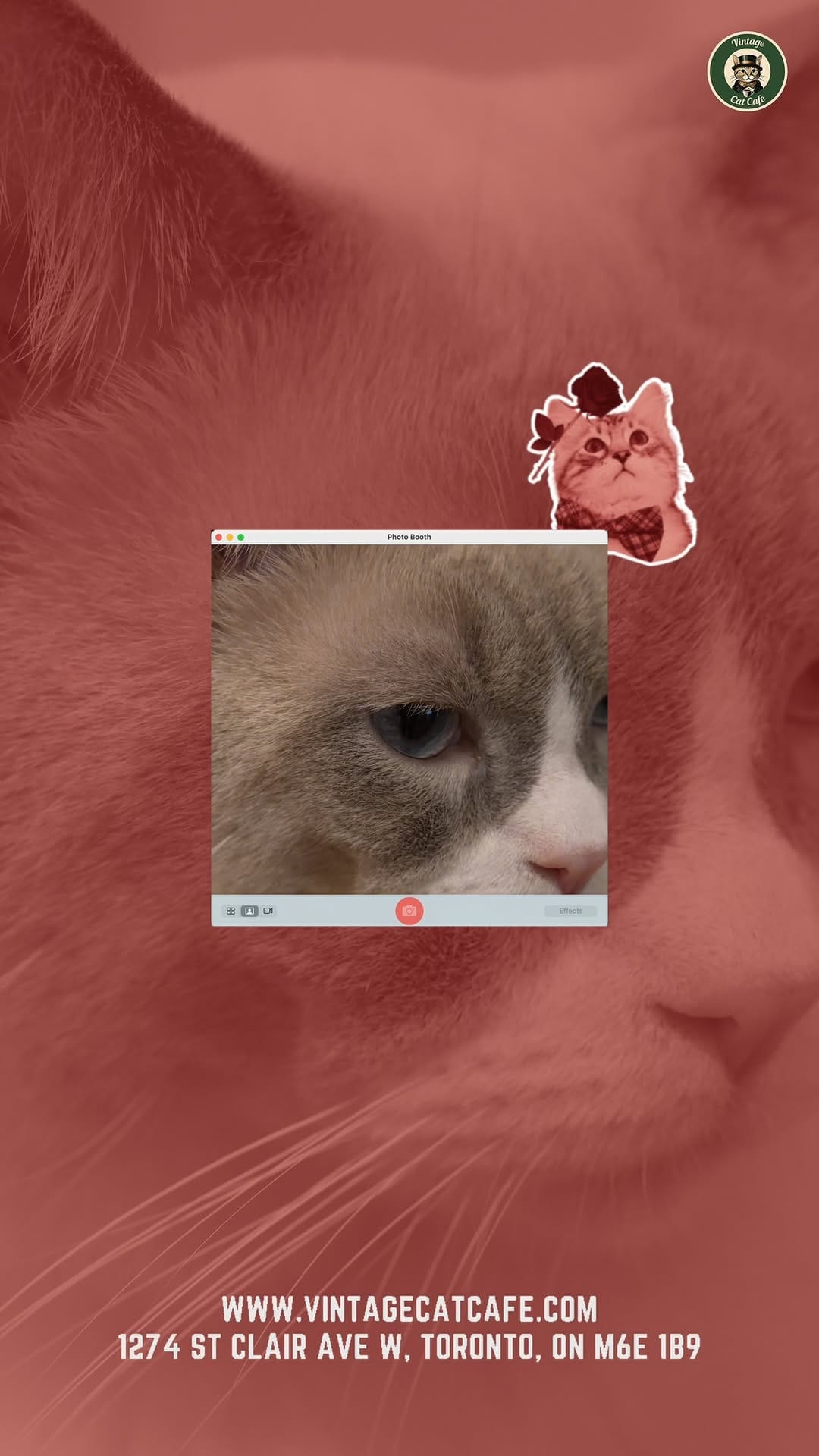 Post 6 by Vintage Cat Cafe on Instagram (video)