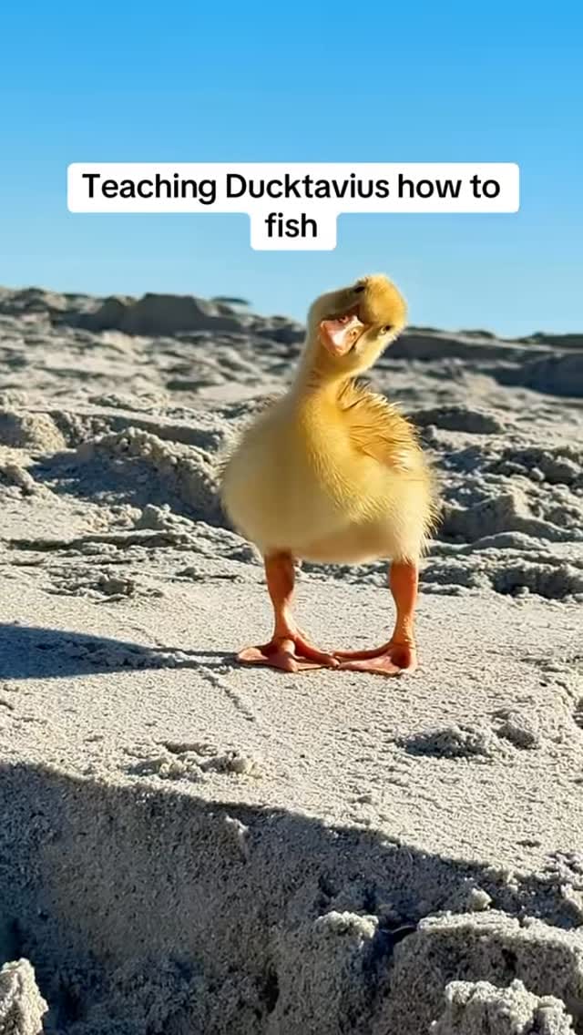 Post 9 by Rashad on Instagram (video)