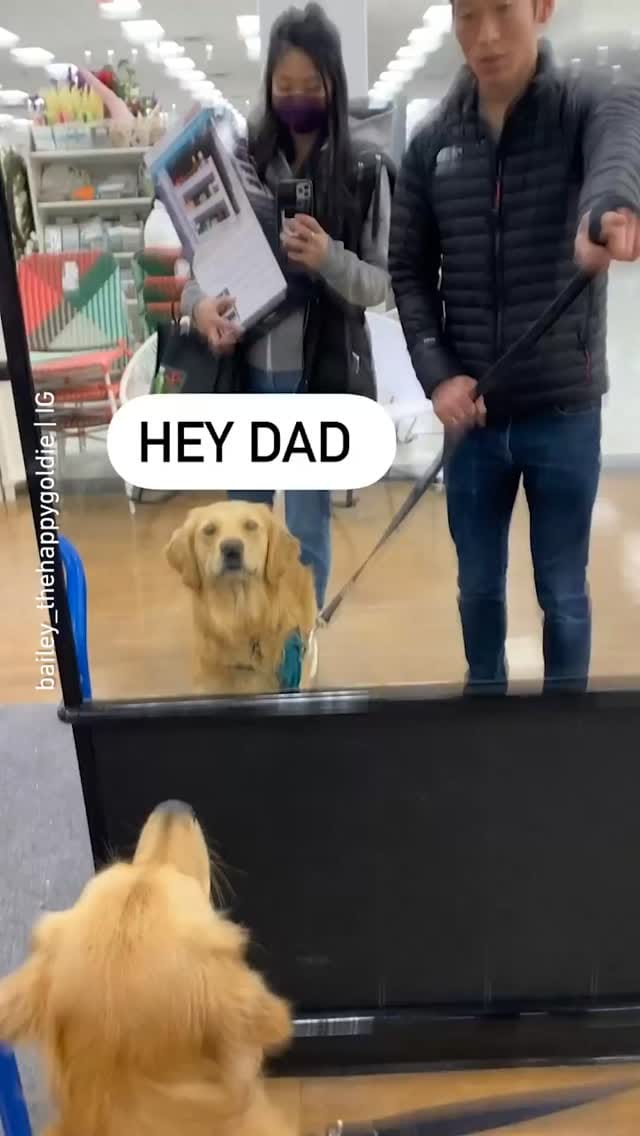 Post 1 by Bailey the Happy Goldie on Instagram (video)