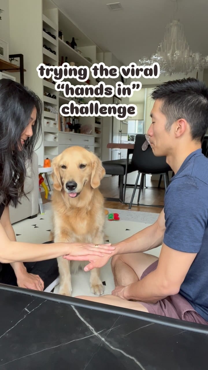 Post 9 by Bailey the Happy Goldie on Instagram (video)