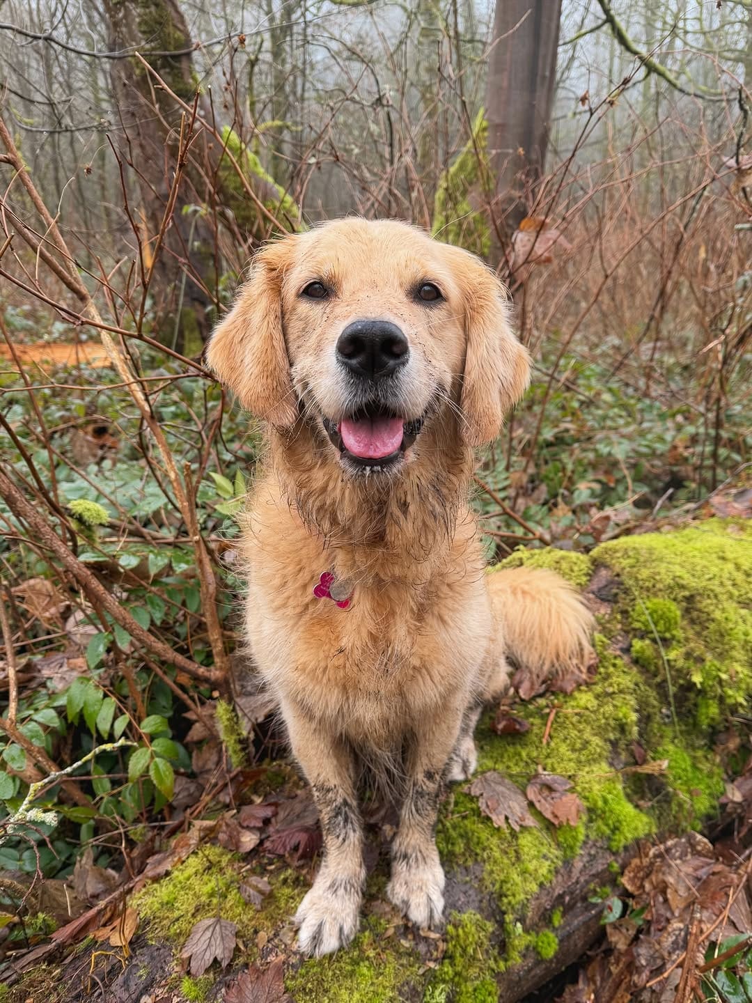 Post 2 by Bailey the Happy Goldie on Instagram (image)