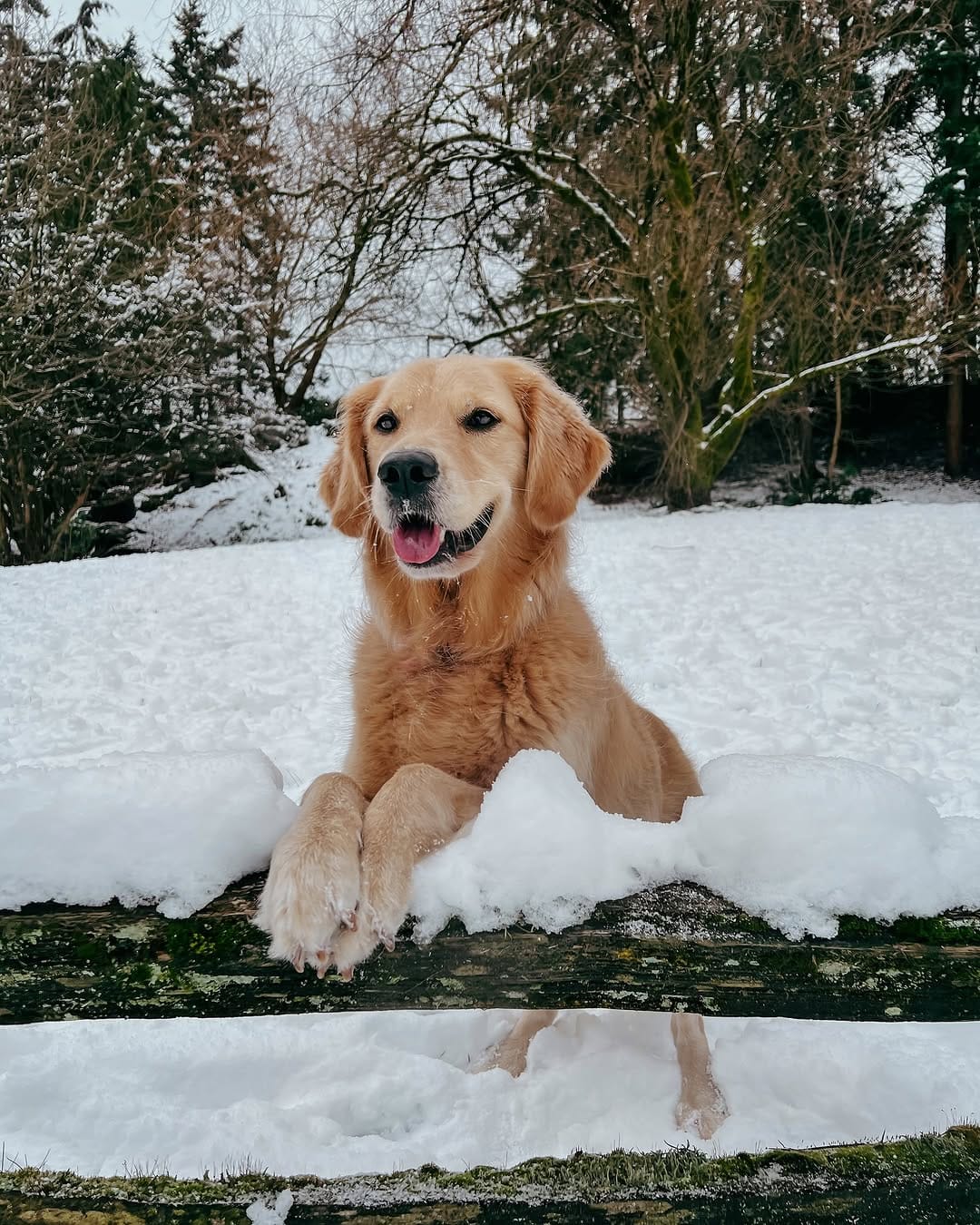 Post 5 by Bailey the Happy Goldie on Instagram (image)